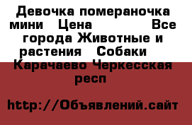 Девочка помераночка мини › Цена ­ 50 000 - Все города Животные и растения » Собаки   . Карачаево-Черкесская респ.
